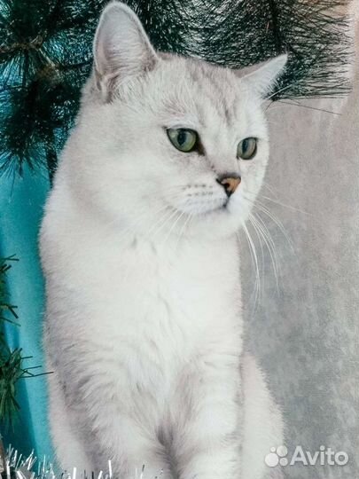 Кот на вязку