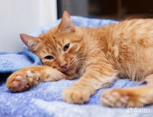 Рыжая кошечка Герда