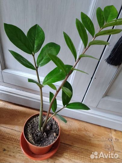 Комнатные растения