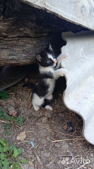 Отдам котят бесплатно