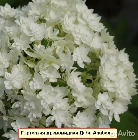 Руби Анабель, Белла Анна, др.древовидные гортензии
