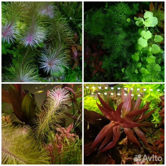 Аквариумные растения в ассортименте