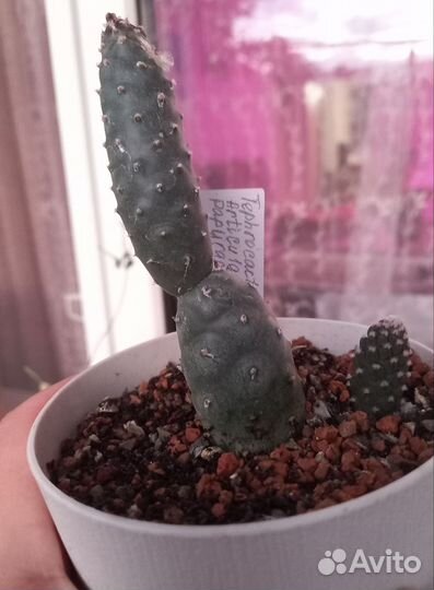 Кактусы и суккуленты