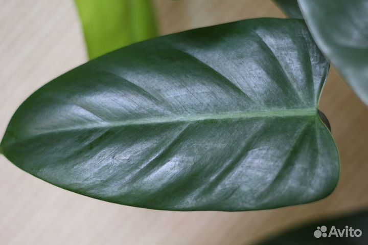 Филодендрон копьевидный