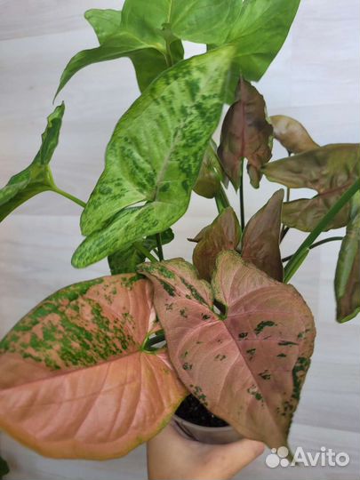 Сингониум микс (Пинк флекед, Конфетти, Арон браун)