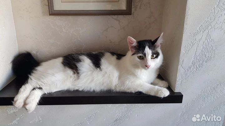 Кот в добрые руки