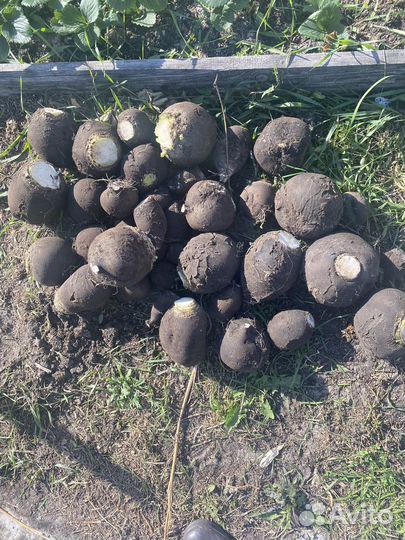 Редька черная