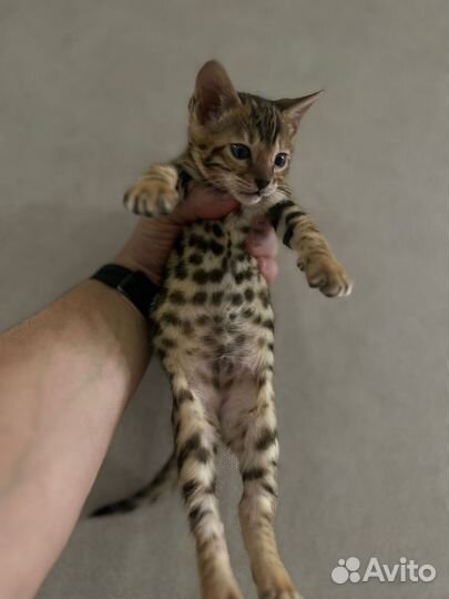 Бенгальские котята (чистокровные)