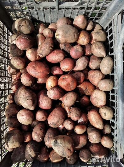Картофель на корм скоту ведрами 10 л
