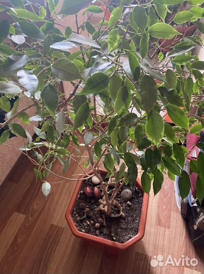 Фикус Бенджамина