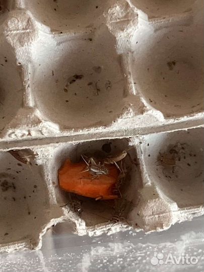 Сверчки кормовые домовые живые/замороженные