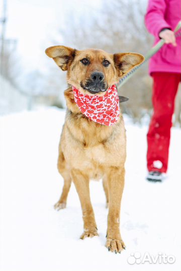Собака с большими ушами бесплатно