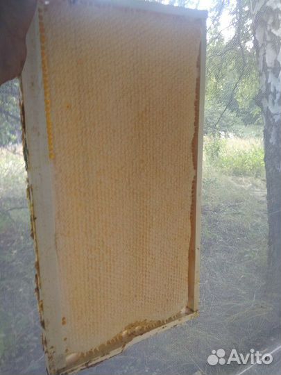 Мёд белая акация, гречка