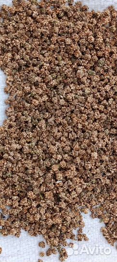 Семена кормовой свеклы