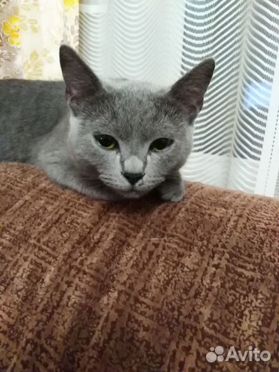 Кошечка Дымка