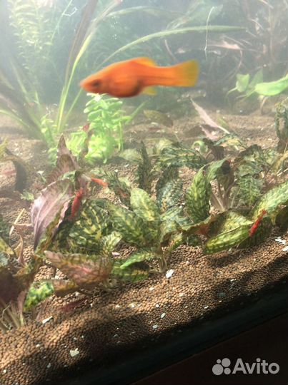 Аквариумные растения