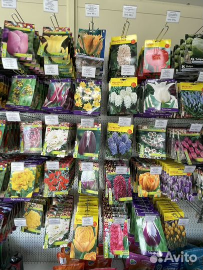 Тюльпаны, нарциссы, крокусы, первоцветы луковицы