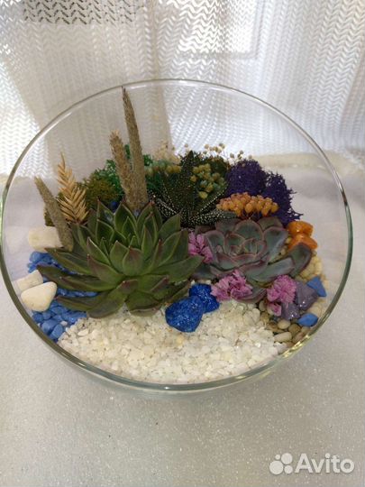 Флорариум суккуленты