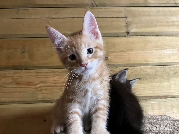 Котята мейн-кун