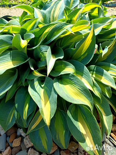 Хоста гибридная Джун (June)