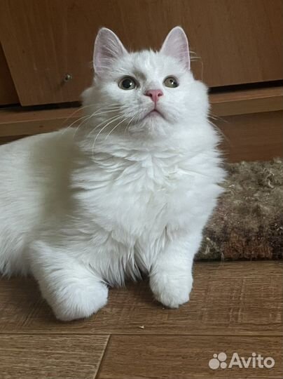 Молодой котик ищет дом