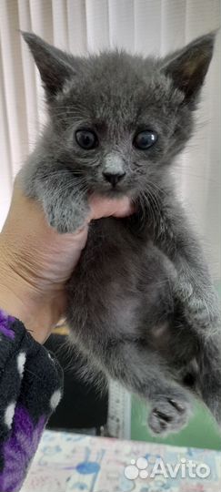 Милые котята