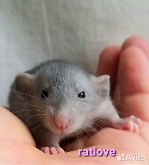 Крысята голубые дамбо