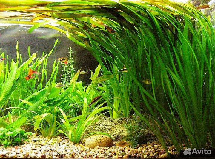 Водоросли для аквариума