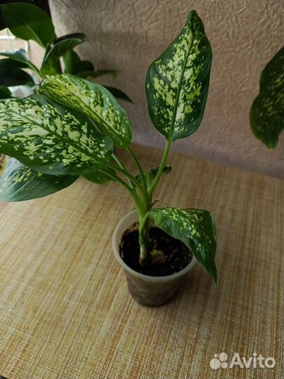 Диффенбахия