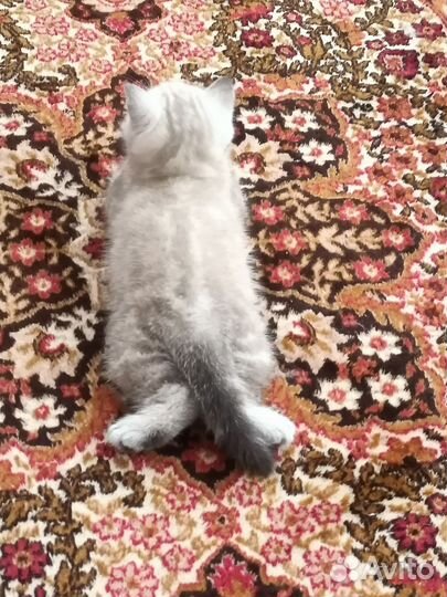 Отдам кошечку