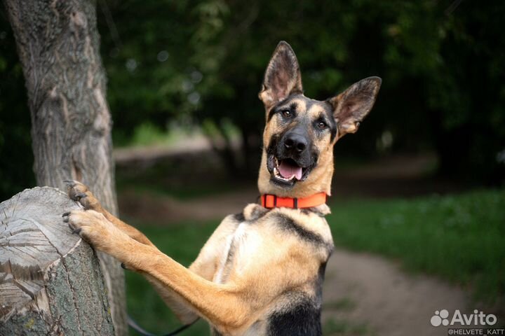 Овчарка Рафаэль в добрые руки