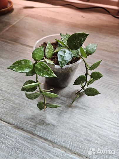 Хойя карноза и эскимо