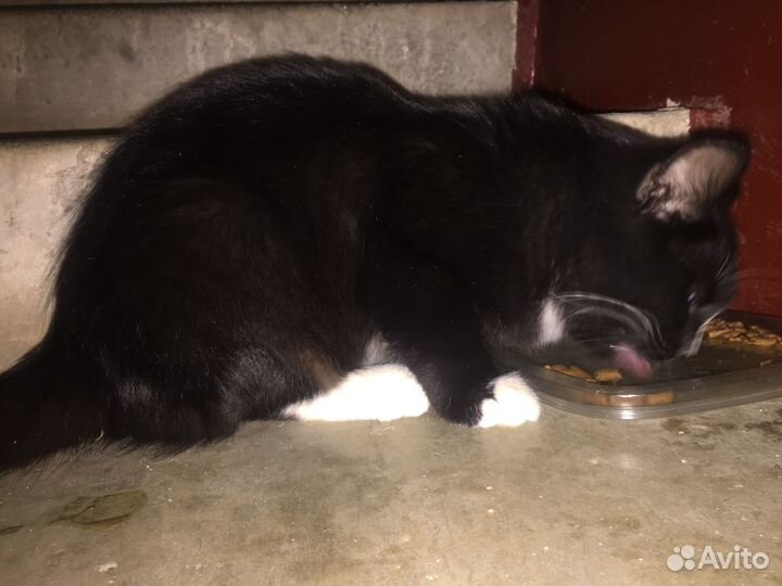 Черный котенок