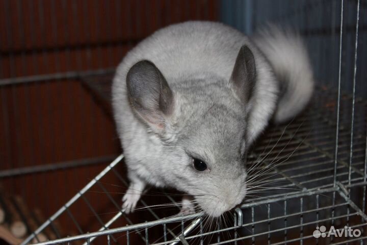 Шиншиллы / питомник