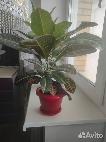 Комнатные цветы кротон