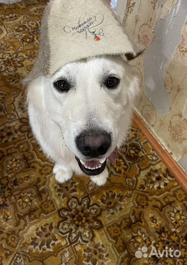 Вязка кобель