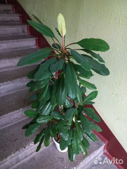 Молочай высота 1 метр