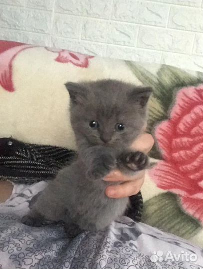 Отдам котенка шотландкой породы