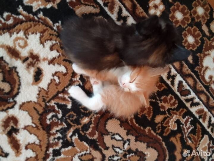 Котята в добрые руки бесплатно