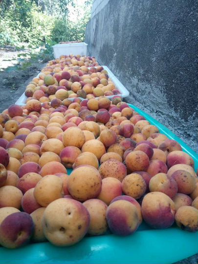 Дача 50 м² на участке 6 сот.