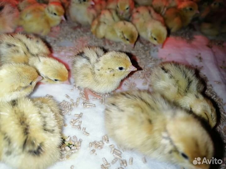 Перепёлки несушки