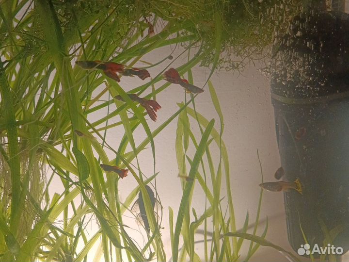 Рыбки гуппи