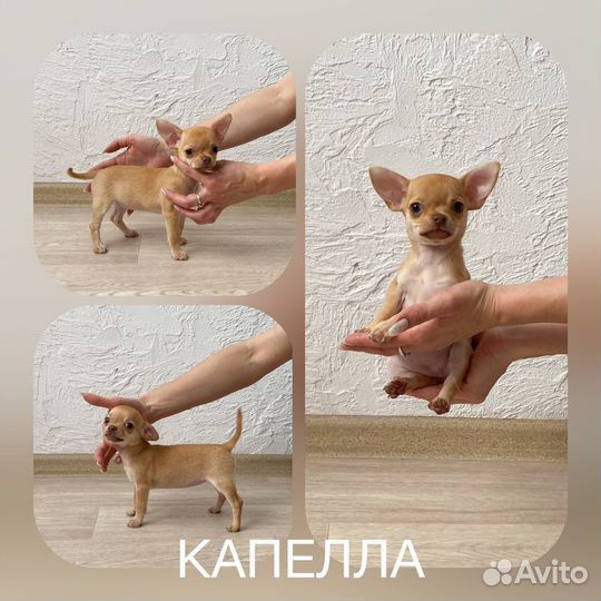 Девочки чихуашечки 2 мес