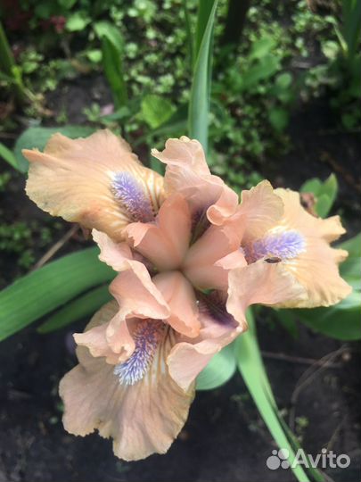 Ирисы низкорослые