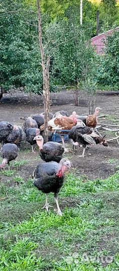 Продам индюков