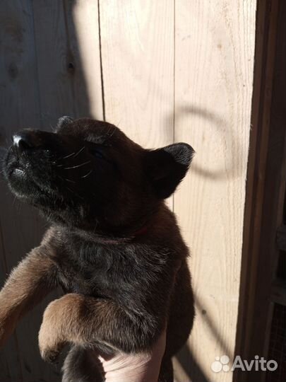 Щенки малинуа