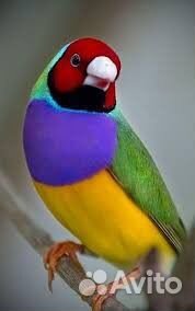Попугаи амадины