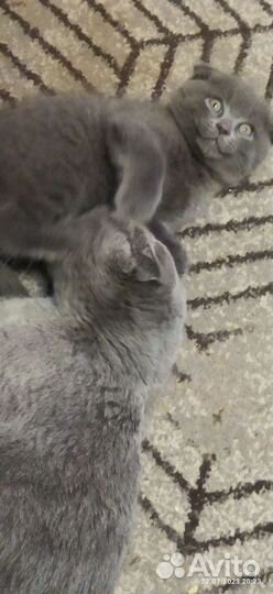 Шотландские плюшевые котята