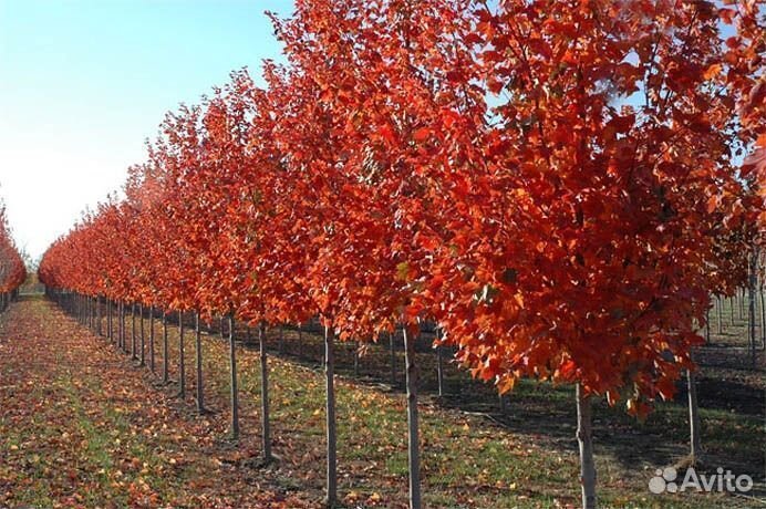 Клен красный