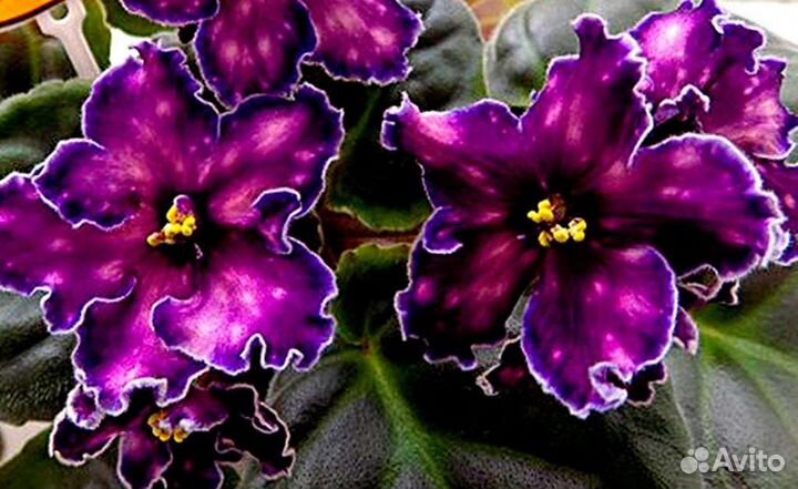 Фиалки стандарты